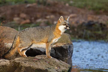 Gray Fox on rock taken in central MN under controlled conditions