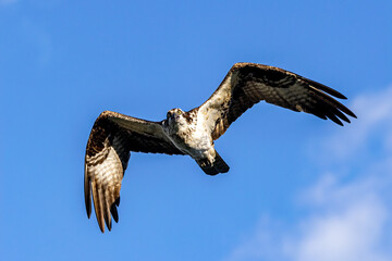Osprey in flight taken in central MN