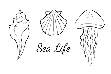 Set of three hand-drawn ink sketches of seashells and jellyfish with text Sea Life. Vector line illustrations isolated on white background. Print design with ocean creatures.