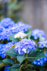 Gartenhortensie
