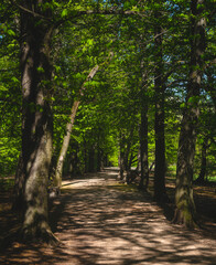 Shaded Forest Trail in Spring – Peaceful Nature Walk