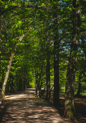 Shaded Forest Trail in Spring – Peaceful Nature Walk