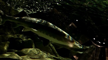 Sturgeon in aquarium at Klaipeda Sea Museum Lithuania. Klaipeda, 93100 Klaipedos m. sav.,Lithuania...