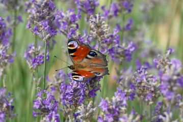 European peacock butterfly (Aglais io) perched on lavender in Zurich, Switzerland