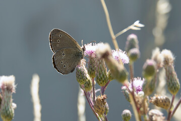 Ringlet (Aphantopus hyperantus) butterfly sitting on a pink flower in Zurich, Switzerland