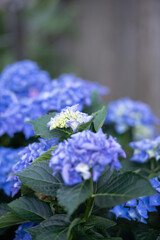 garden hydrangea