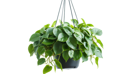 Hanging Heartleaf Philodendron Plant With Green Leaves Isolated On White Background