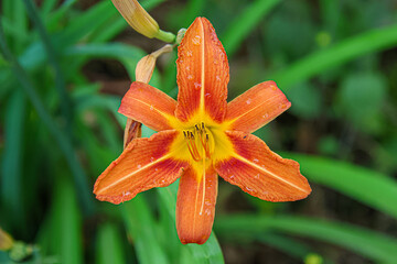 lys orangé