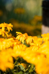 cornflower