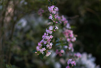 Delicate light pink flowers bloom on a slender branch, creating a gentle cascade of color against a soft, blurred green background.