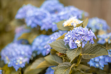 garden hydrangea