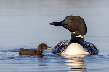 Common Loon adult with young riding on back taken in central MN