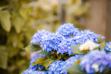 garden hydrangea
