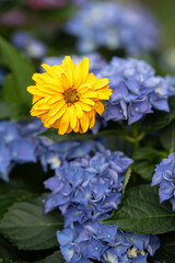 some yellow in the blues