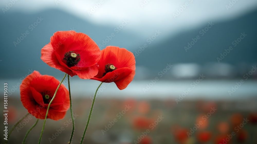 Poster red flowers fill a field with a mountain visible in the distance behind them