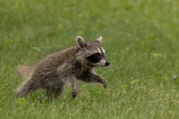 Northern Raccoon young in tree taken in central MN in the wild