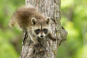 Northern Raccoon young in tree taken in central MN in the wild