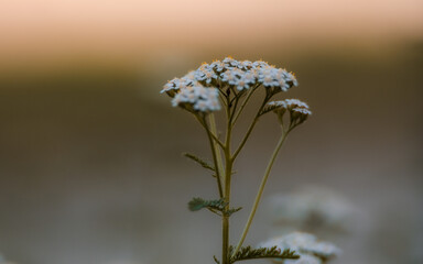 yarrow