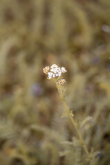 yarrow