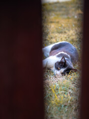 sleepy cat