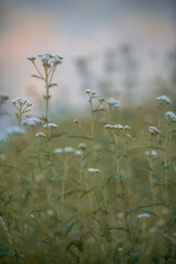 yarrow