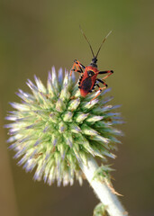 Rhynocoris iracundus. An insect as known assassin bug on the Echinops plant.