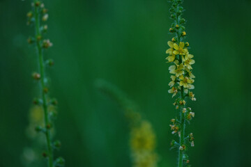 Close up of a sticklewort agrimonia eupatoria plant in bloom