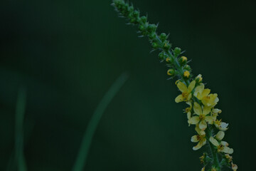 Close up of a sticklewort agrimonia eupatoria plant in bloom
