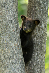 Black Bear cub taken in northern MN in the wild © Stan
