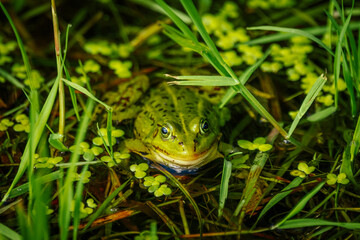 A bright green frog peeks through grass and floating duckweed in a shallow wetland, camouflaged against the vivid natural vegetation.