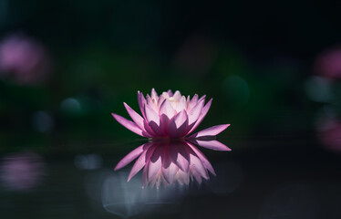 Lotus flower or water lily on water with reflection, dark background with multi-colored bokeh