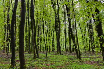 European deciduous forest in spring