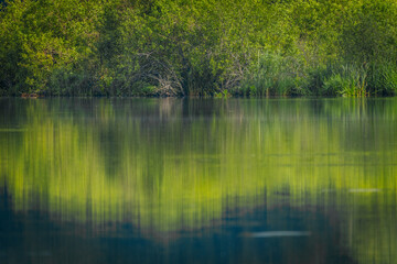 Lush green trees and shrubs reflect vividly on the calm surface of a lake, creating a mirror-like, serene natural scene in soft daylight.