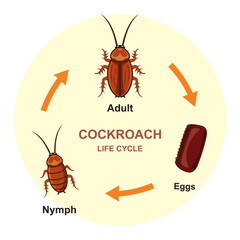 Cockroach life cycle diagram entomology