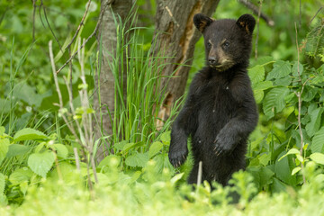 Black Bear Cub standing taken in northern MN in the wild © Stan