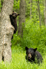 Black Bear sow and cub taken in northern MN in the wild