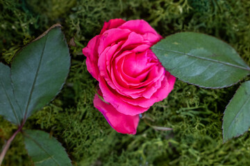 Vivid pink rose with green leaves lying on a soft bed of moss. A romantic and natural composition symbolizing love, serenity, and organic beauty.