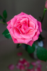 Close-up of a blooming pink rose with soft petals and green leaves, captured from above. A few scattered petals create a romantic, slightly whimsical atmosphere.