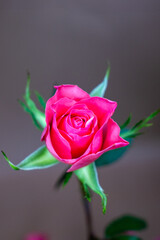 Close-up of a pink rosebud with green sepals against a soft, neutral background. A fresh and...