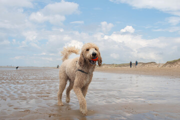 One white labradoodle playing with a ball looking towards the camera on a sand beach. Low tide at the beach in the netherlands. Active play time with dog. 