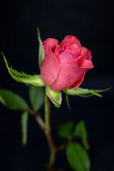 Close-up of a vibrant pink rosebud against a deep black background. The elegant floral portrait...