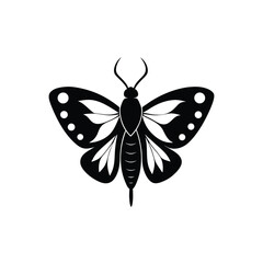 butterfly on white background