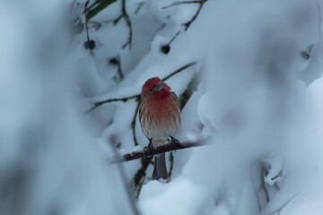 House Sparrow in Snow