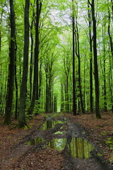 European deciduous forest in spring