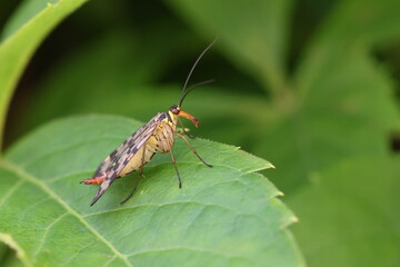 Scorpionfly Panorpa sp. Mecopterans on a plant