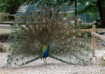 A peacock with its tail fanned out.