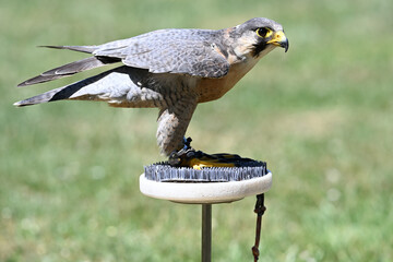 Peregrine falcon