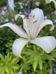 White lily flower with delicate petals and vibrant green leaves, surrounded by colorful blooms in a...