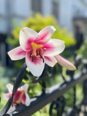 Beautiful pink and white lily flower blooming against a blurred green garden background, showcasing...