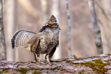 Ruffed Grouse taken in central MN